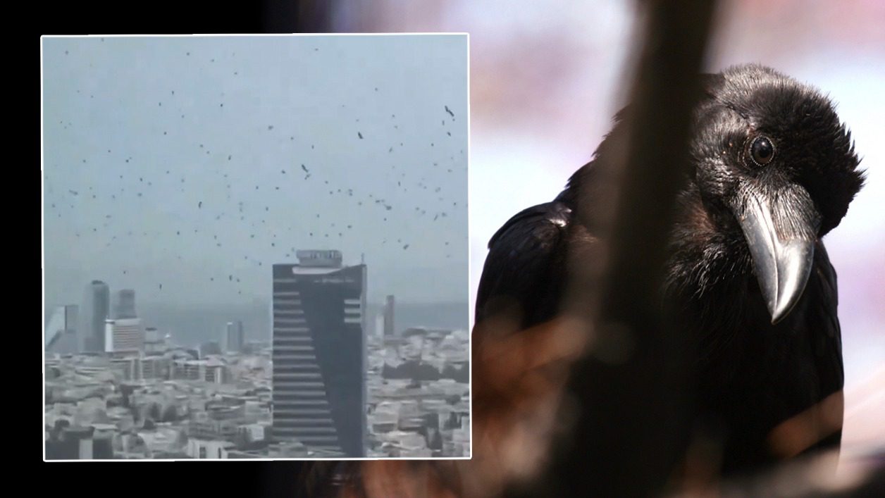 Tel Aviv semalarında uçan yüzlerce kargayı gösterir video sosyal medyada
