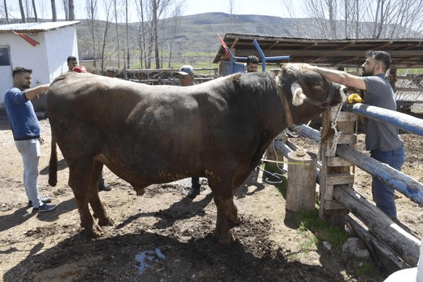 Sivas'ta Kurban Bayramı öncesi kurbanlıklar piyasaya çıkmaya başladı. Merkeze bağlı