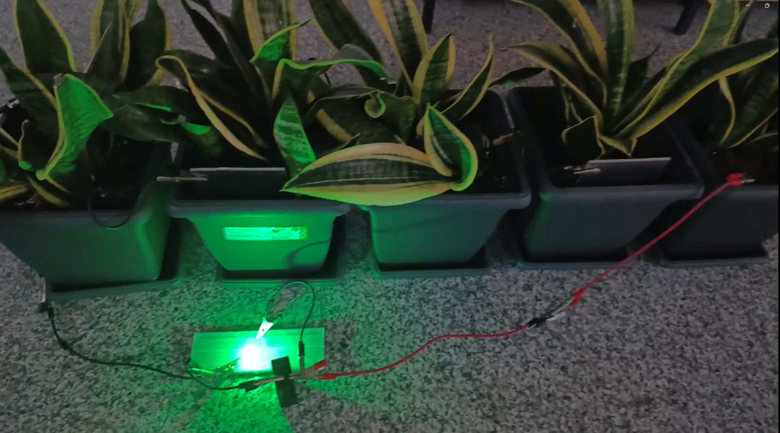 Türkiye'de bir ekip saksı bitkilerinden elektrik üretti. Sistemin 25 metrekarelik