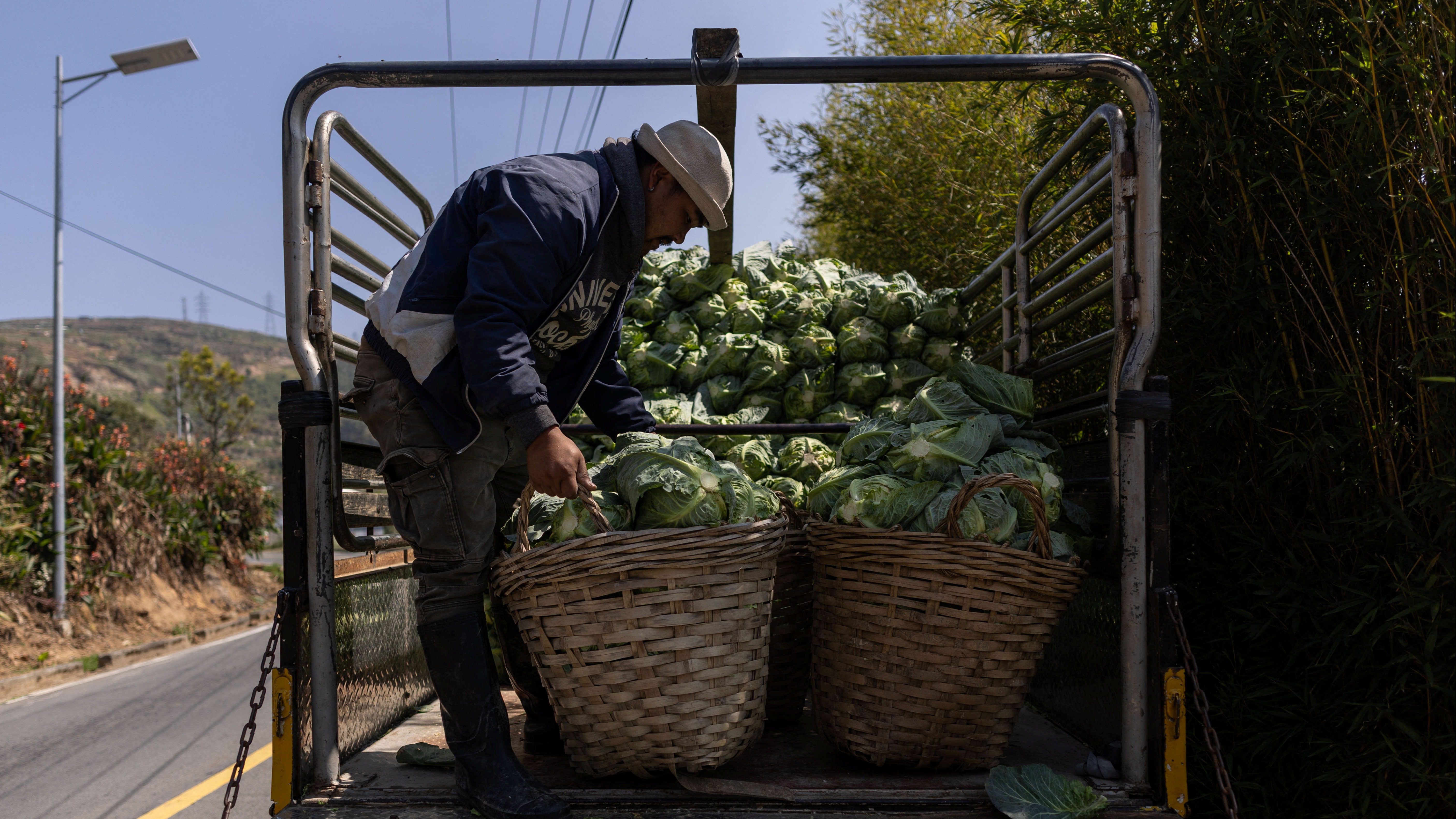 Tayland’da polis, bir kamyonetin kasasında lahanaların altına gizlenmiş 1,6 ton