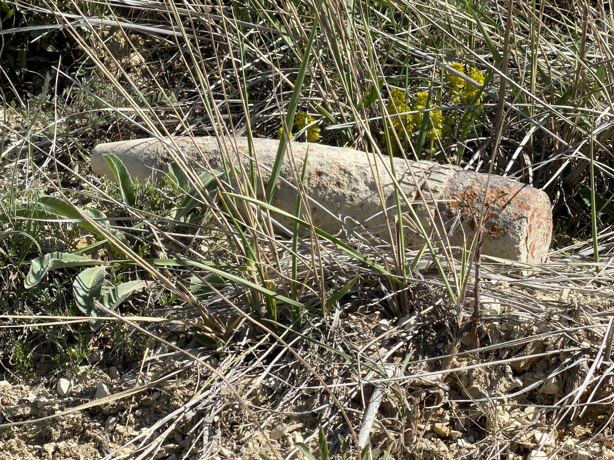 Ankara’da bir vatandaş, arazide mantar ararken top mermisi buldu. Top