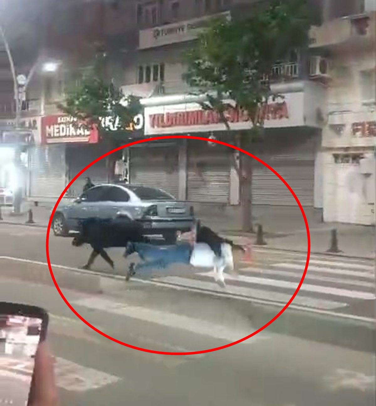 Batman’da kent merkezine inen domuzu, farklı noktalarda 3 kişiyi yaraladı