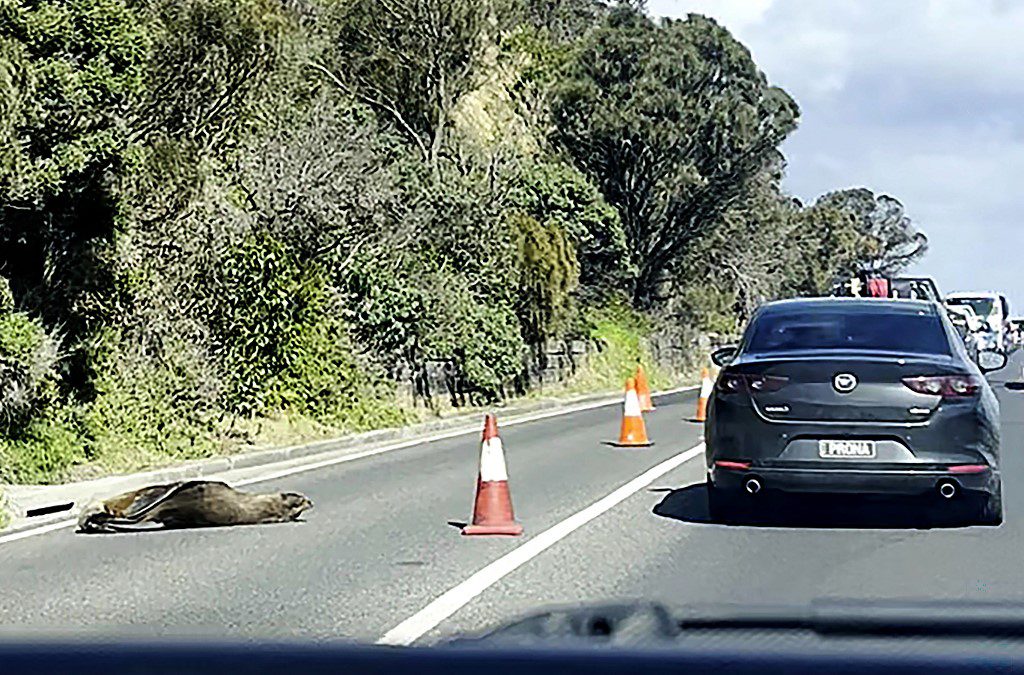 Avustralya’da bir fokun yolda uyuyakalması nedeniyle trafik durduruldu. “Sammy” adlı