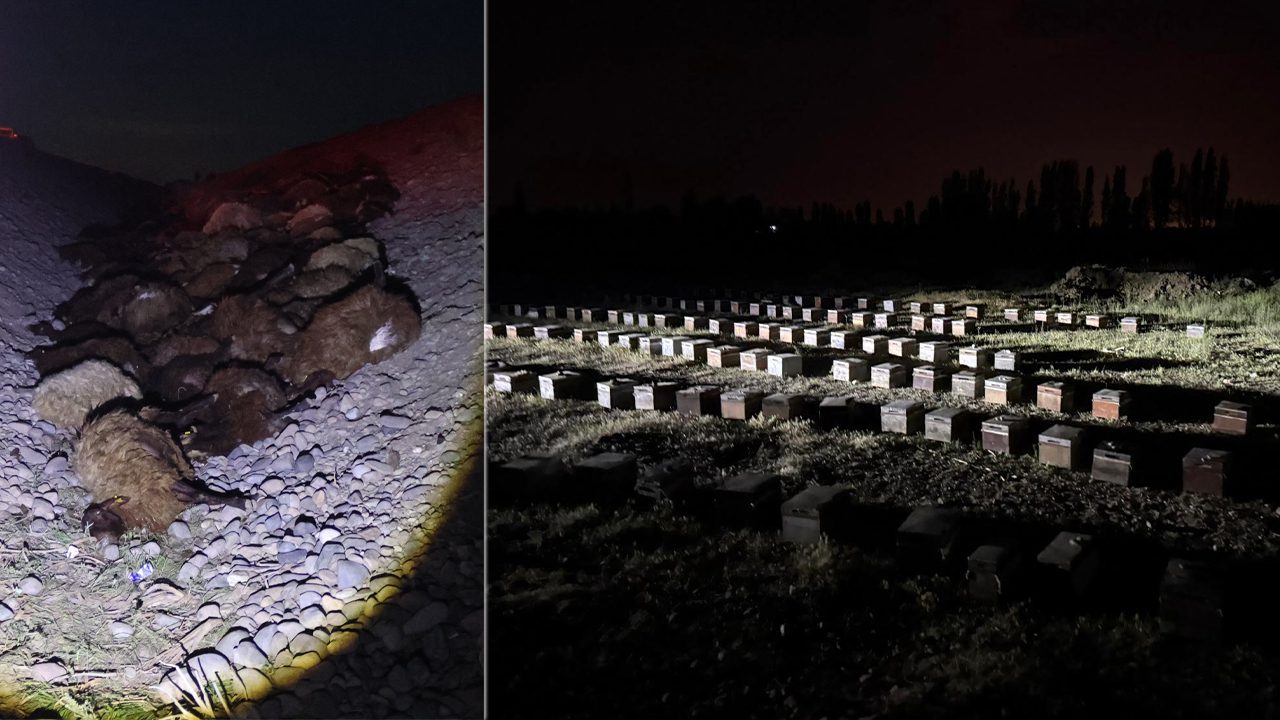 Iğdır'da yayla yolunda arıların saldırdığı sürüdeki hayvanlar birbirini ezdi. Sulama