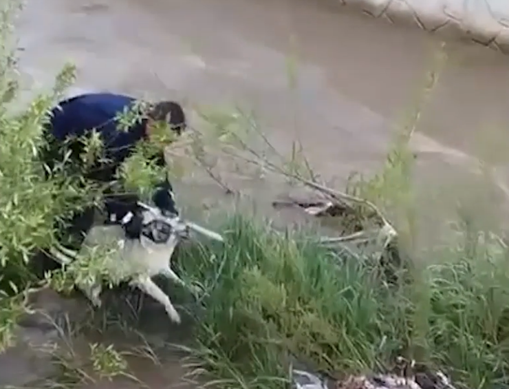 Muş’ta Çar Çayı’na düşüp, mahsur kalan köpek, kendisini kurtarmak isteyen