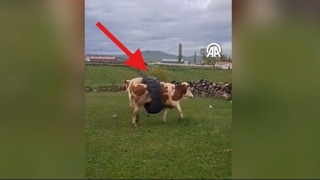 Kars'ta gövdesine sıkışan traktör lastiğiyle gezinen inek kurtarıldı.