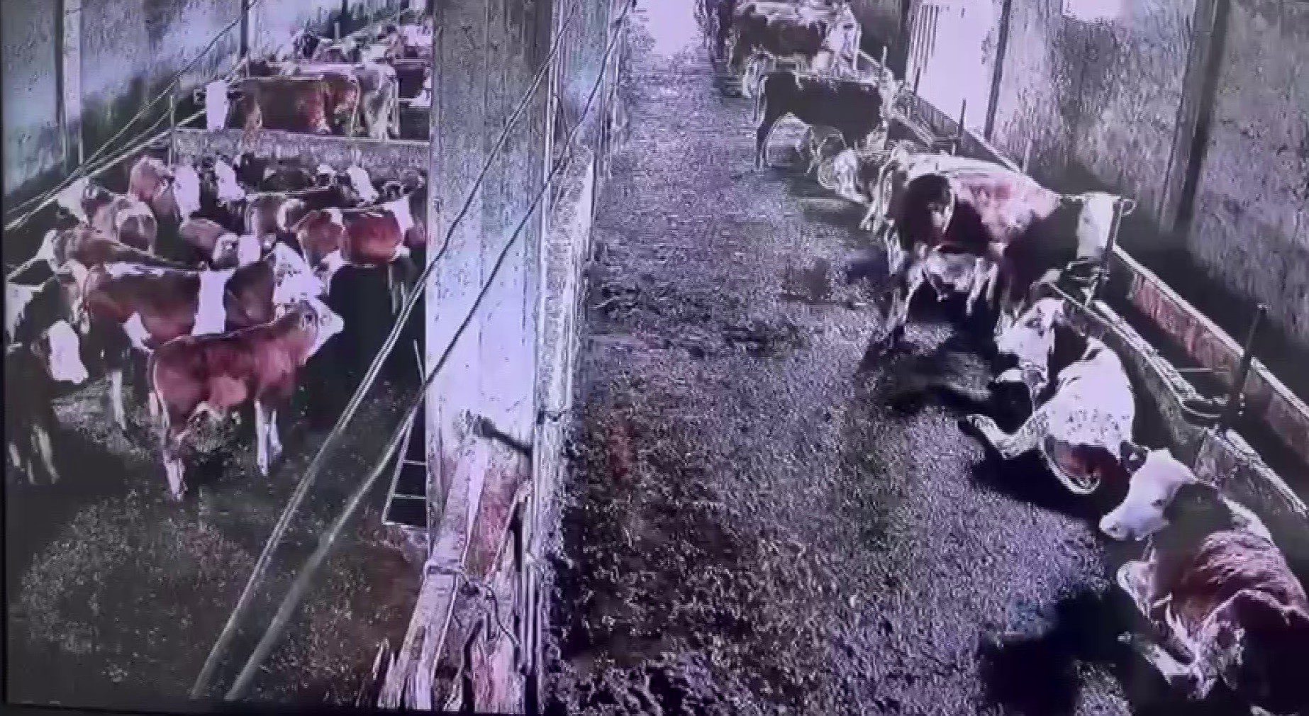 Sivas'ın Gürün ilçesinde meydana gelen 2.9 büyüklüğündeki deprem insanlar tarafından