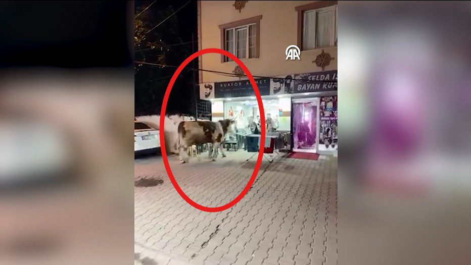 Sultanbeyli'de kaçan kurbanlık tosunun kuaför salonuna girmesi, cep telefonu kamerasıyla