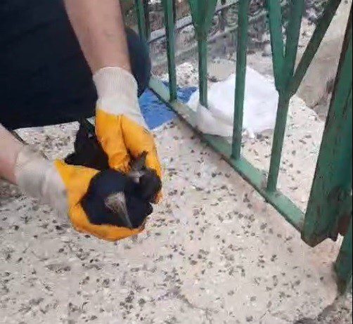 Bayburt'ta poşete dolanan karga, baba ve oğlunun müdahalesiyle kurtarılarak doğaya