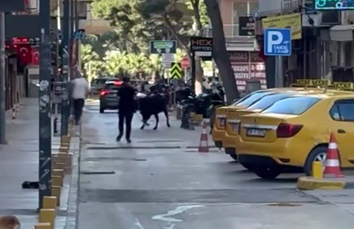 İzmir'in Bornova ilçesinde sahibinin elinden kaçan kurbanlık dana, çevredeki vatandaşlara