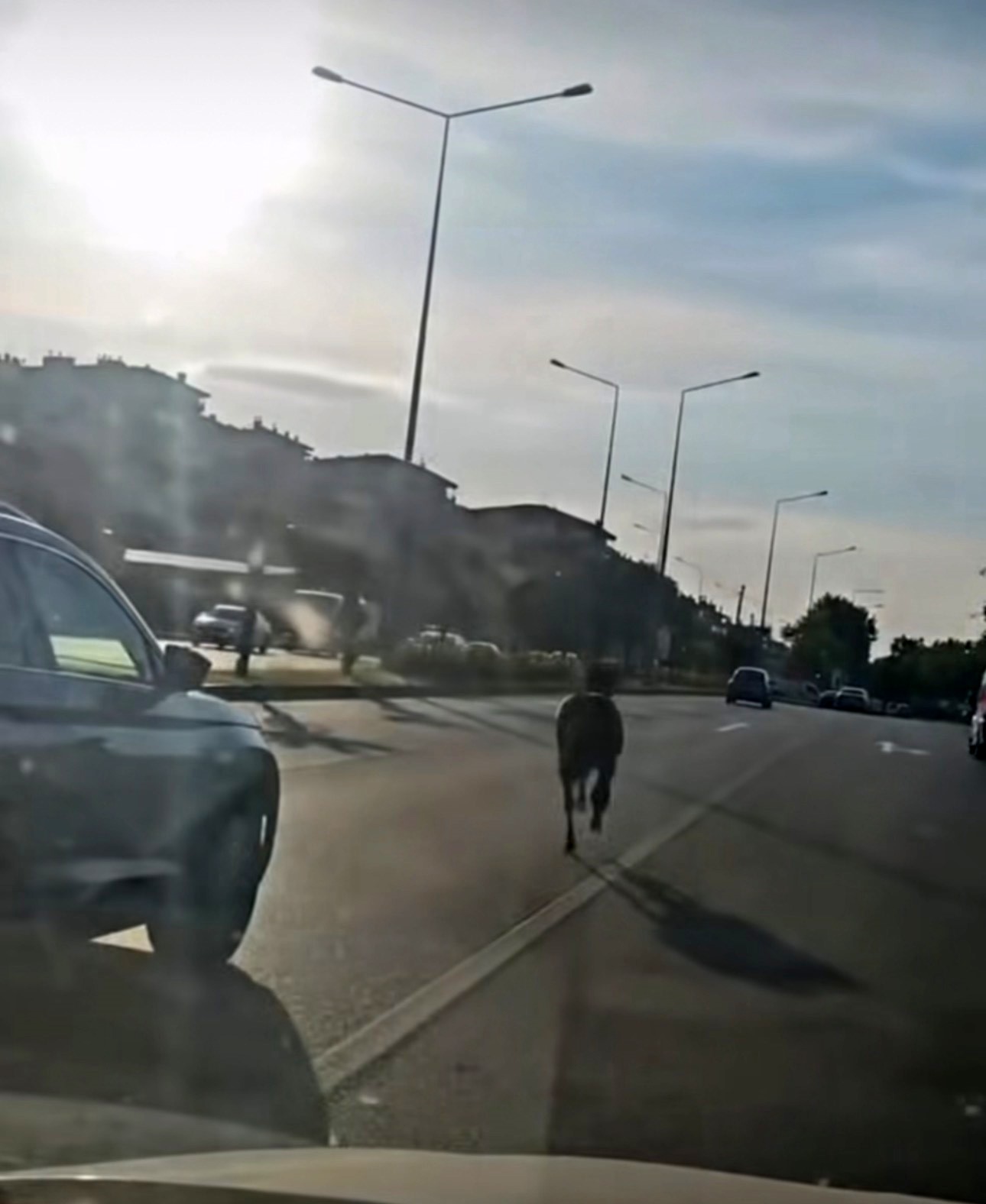 Bursa’da ana yola çıkan başıboş at, trafikte tehlikeli anların yaşanmasına