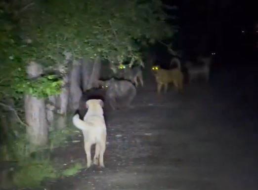 Ankara'nın Kızılcahamam ilçesi Soğuksu Milli Parkı’nda başıboş köpekler ile ayıların