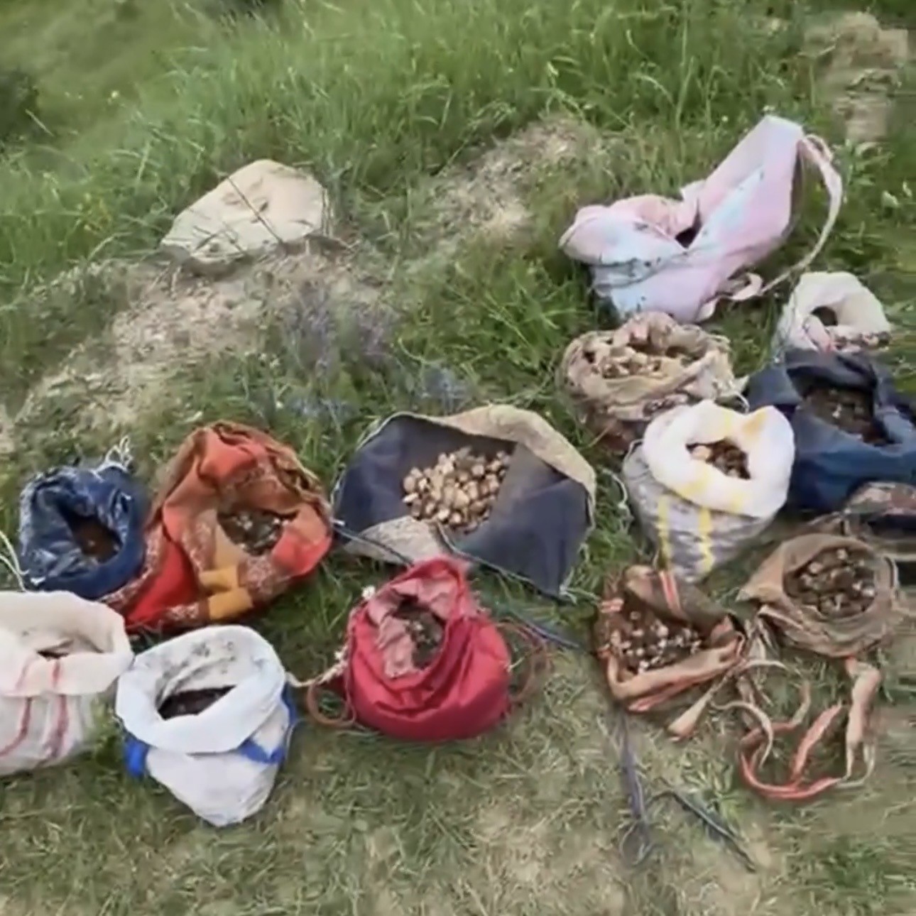 Çankırı'da izinsiz olarak 35 kilogram salep orkidesi yumrusu toplayan 10