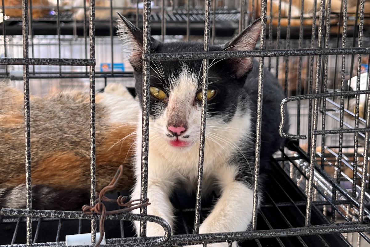 Vietnam'da polis, kedi eti için hayvan toplayan bir şebekeye düzenlediği