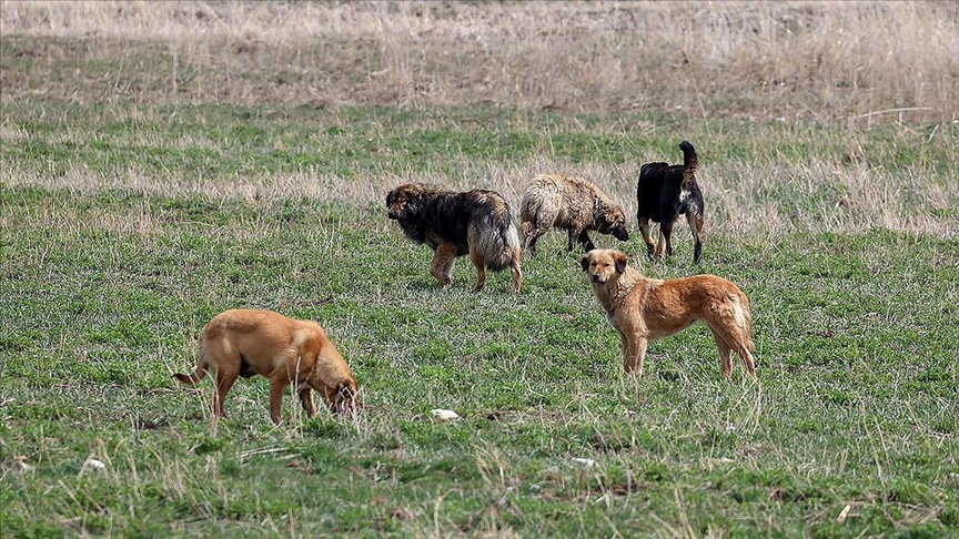 İçişleri Bakanlığı, Van'da 5 yaşındaki çocuğun köpek saldırısı sonucunu hayatını