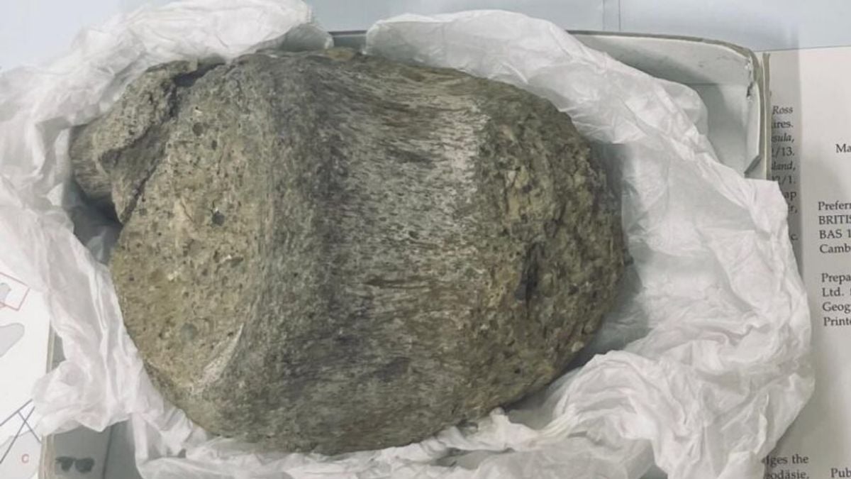 Yaklaşık 40 yıl boyunca çekmecede incelenmeden bekleyen bir fosilin, Antarktika'da