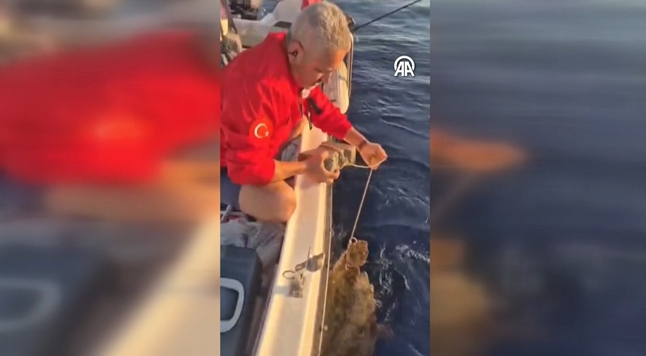 Aydın'ın Kuşadası ilçesinde, ayağına parke taşı bağlanan caretta caretta kurtarıldı.