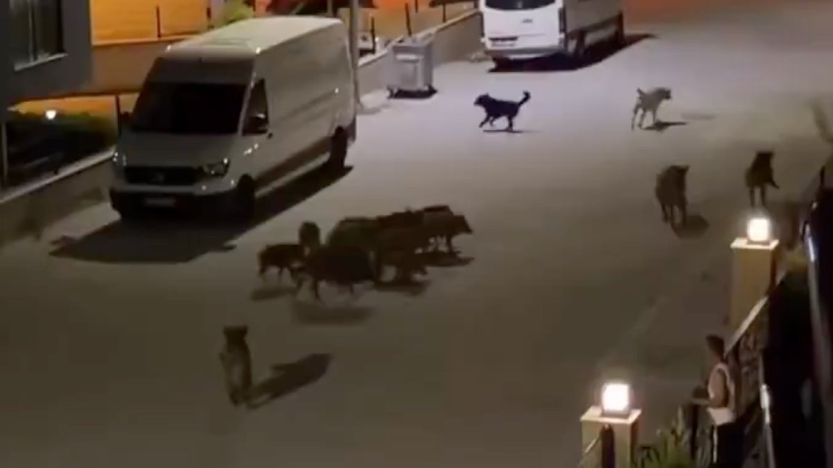 Kuşadası ilçesinde şehir merkezine inen bir yaban domuzuna sokak köpekleri
