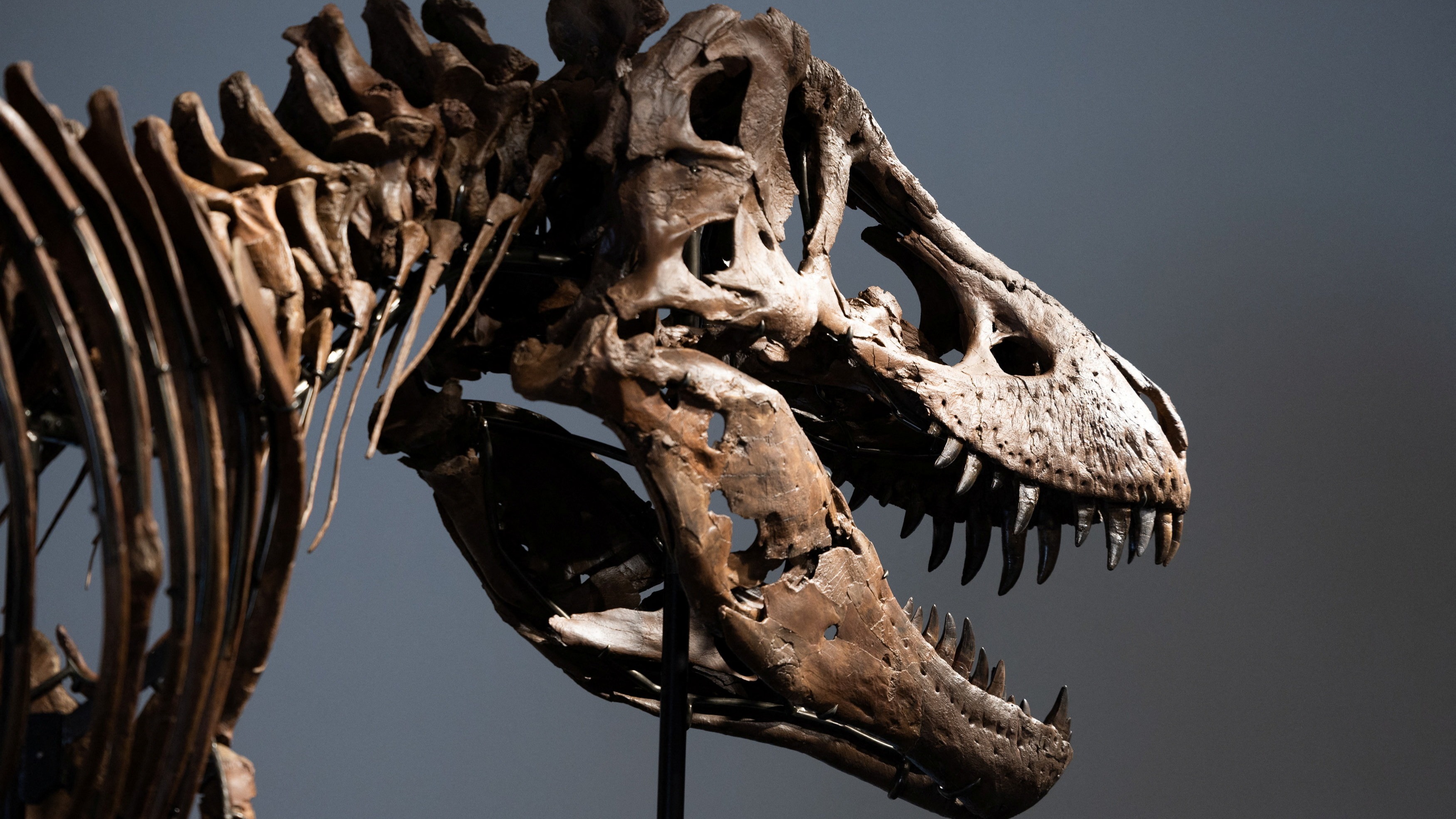 ABD'nin New York kentinde düzenlenen açık artırmada dev T-Rex (Tyrannosaurus-Rex)