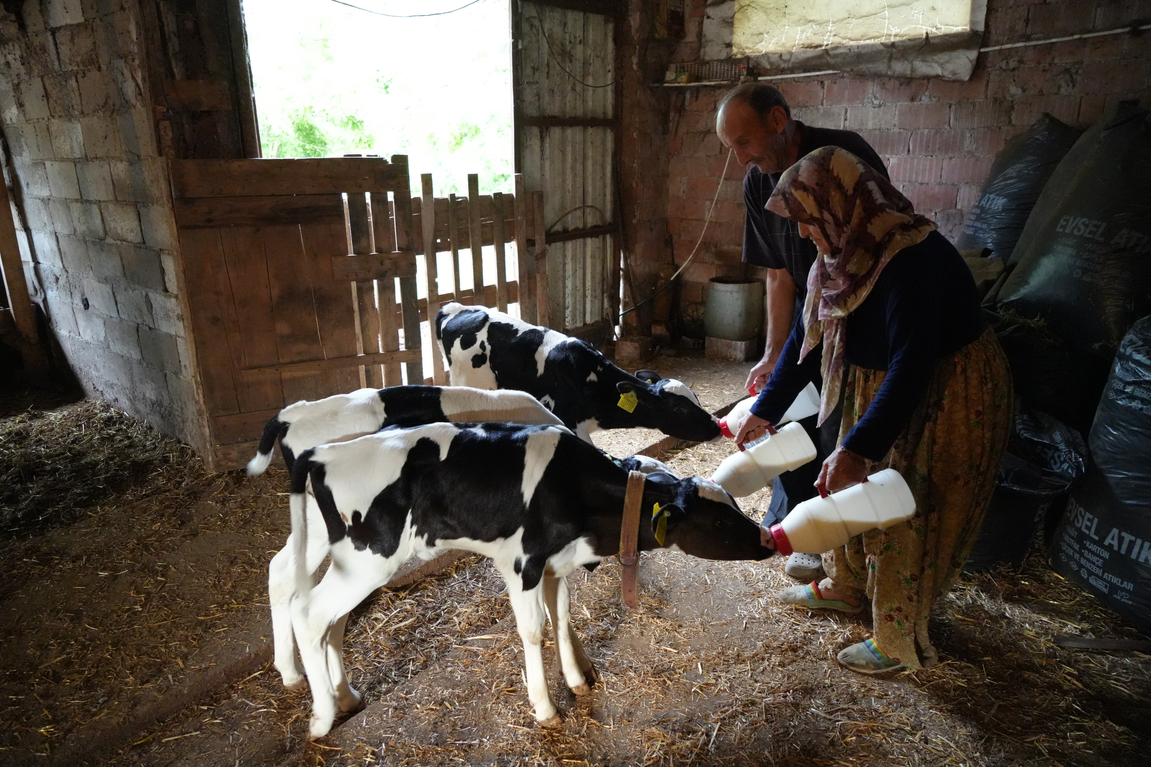 Edirne'de besici Zeki Pamuklu'un holstein cinsi ineği, nadir görülen üçüz
