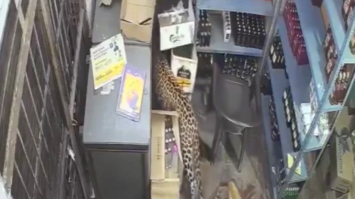 Hindistan’ın Rajasthan eyaletinde bulunan bir dükkana leopar girdi. Leoparla boğuşan