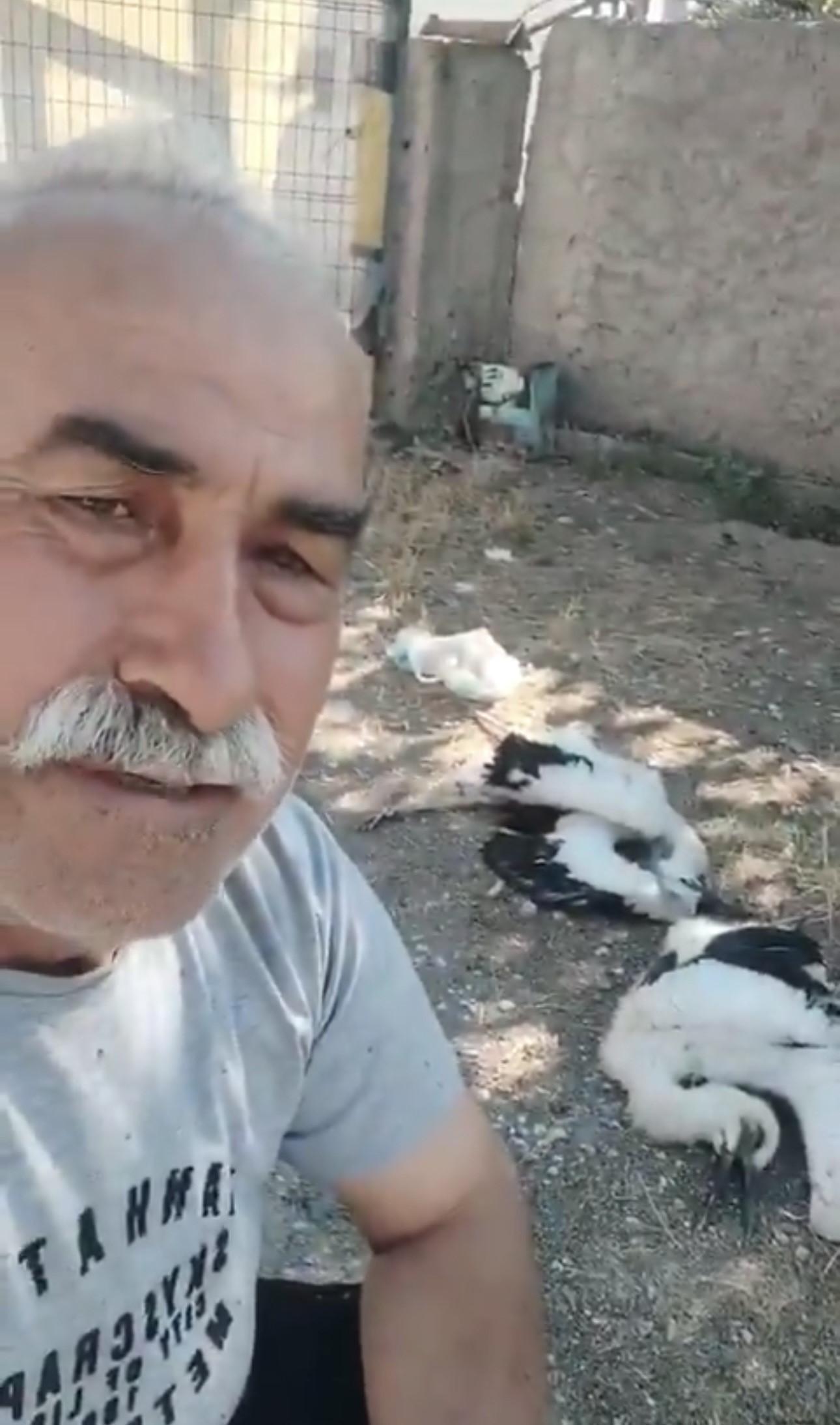 Çankırı'da evinin bahçesindeki ağaca yuva yapan leylekleri telef olmuş halde