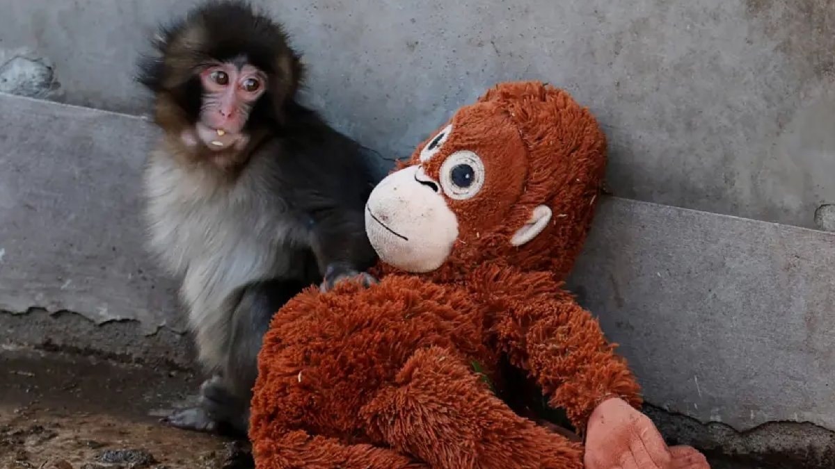 Japonya'da annesi tarafından reddedildikten sonra sarıldığı pelüş oyuncakla tanınan yavru