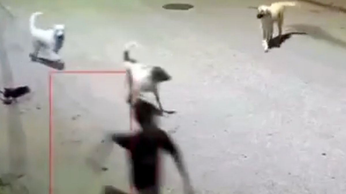 Çamaş ilçesinde 10 yaşlarındaki bir çocuk, başıboş köpeklerin saldırısına uğradı.