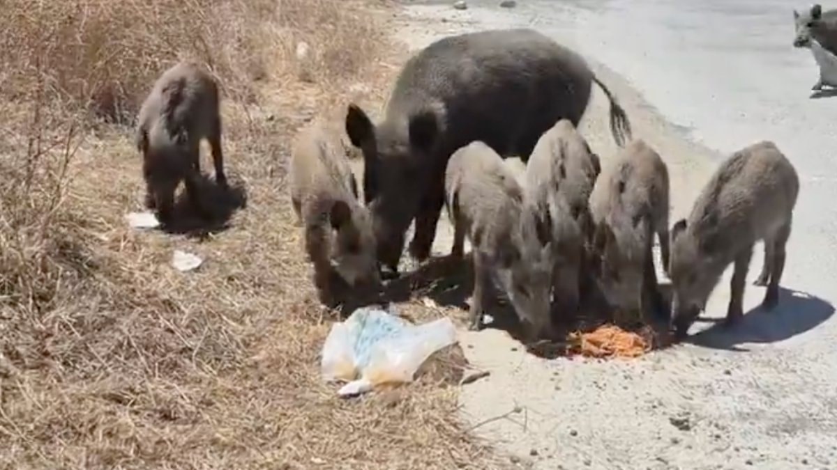 Sokak hayvanlarına yönelik tartışmalar devam ederken, şehir merkezine kadar gelen