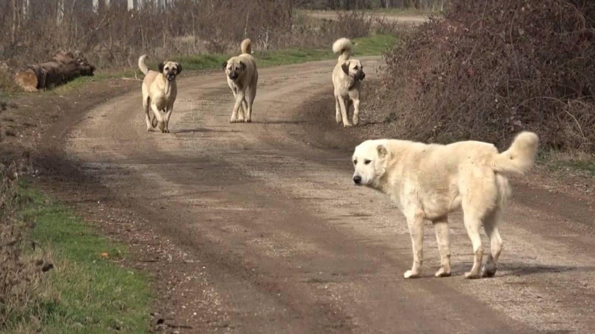 Başıboş köpeklerinin sokaklardan temizlenmesine yönelik çalışmalar sürerken, bu konuda vatandaşların