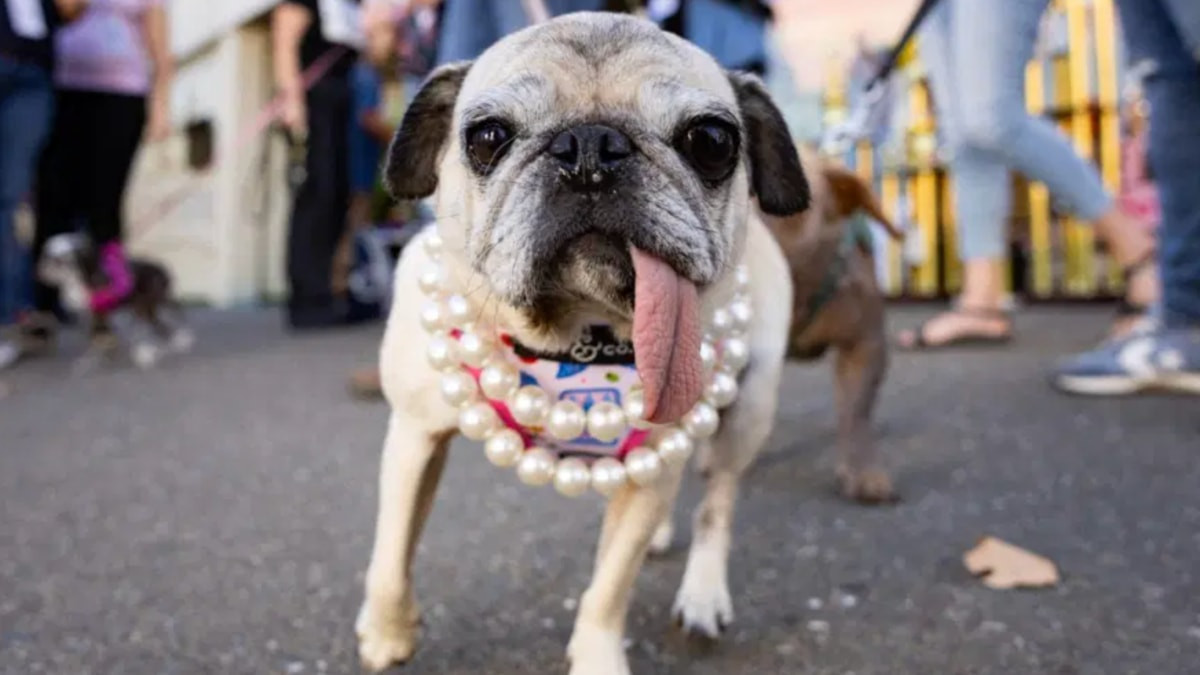 Dondurucu soğukta bir kutuda bulunan ve kurtarılan 6 yaşındaki pug