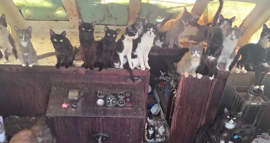 ABD'nin Tacoma şehrinde terk edilmiş halde bulunan bir yelkenli tekneden
