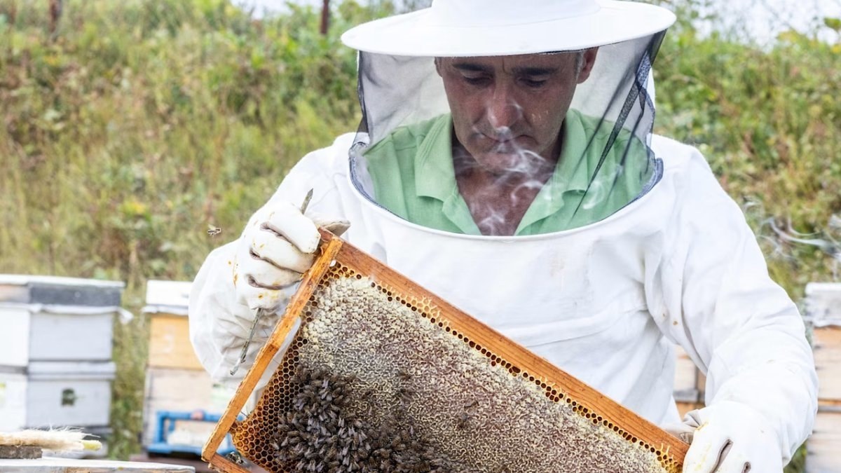 Kilosu 8 bin sterlini aşan Artvin balı, Londra ve Dubai