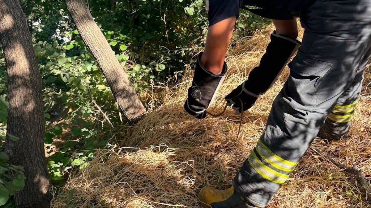 Hatay'da vatandaşların yılanlardan rahatsızlığı üzerine itfaiye ekipleri çalışma yürüttü. Ekiplerin