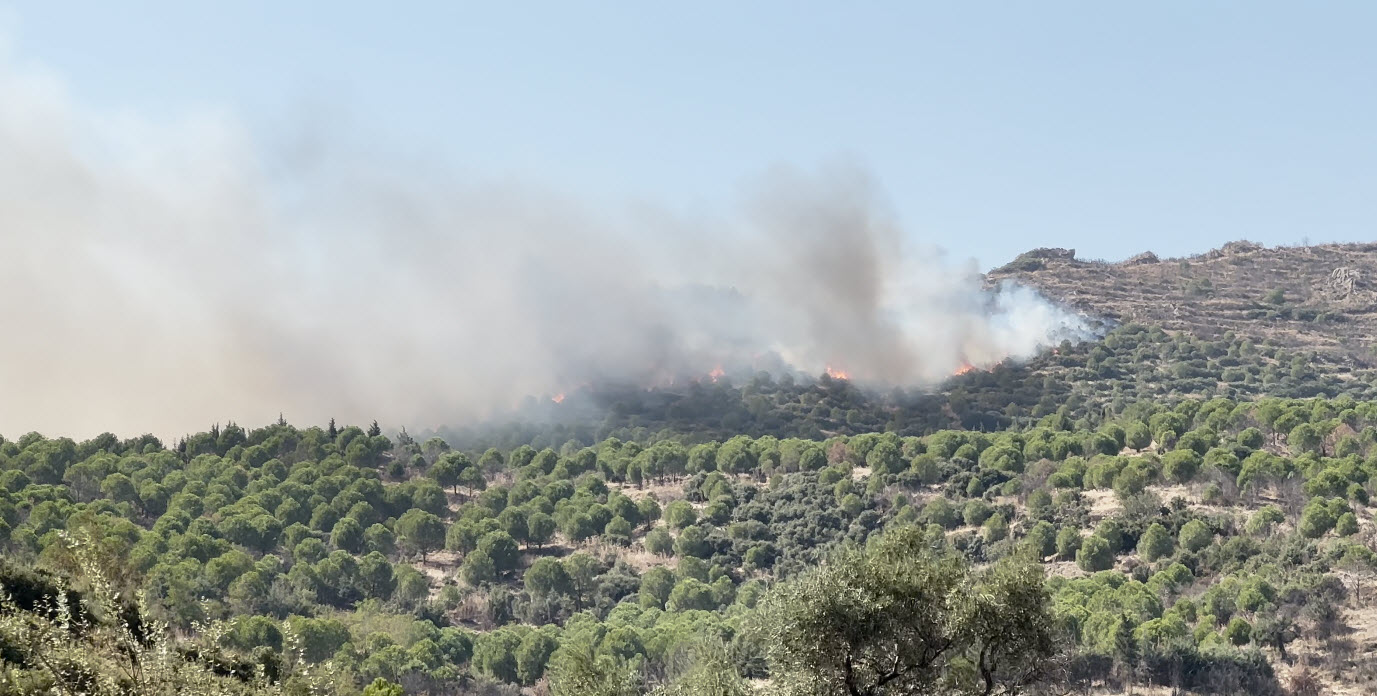 İzmir'in Ödemiş ilçesinde orman yangını çıktı. Alevlere havadan ve karadan