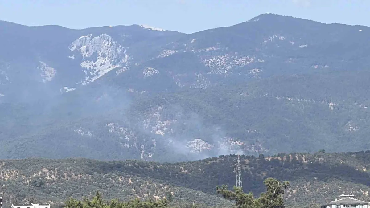 Balıkesir'in Edremit ilçesinde zeytinlikte çıkan ve Kazdağı Milli Parkı'ndaki ormana