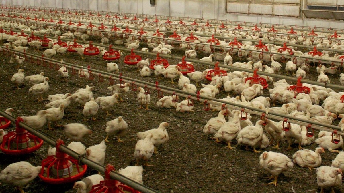 Victoria eyaletinde, "H5N1" türü kuş gribi vakalarının artmaya devam etmesi