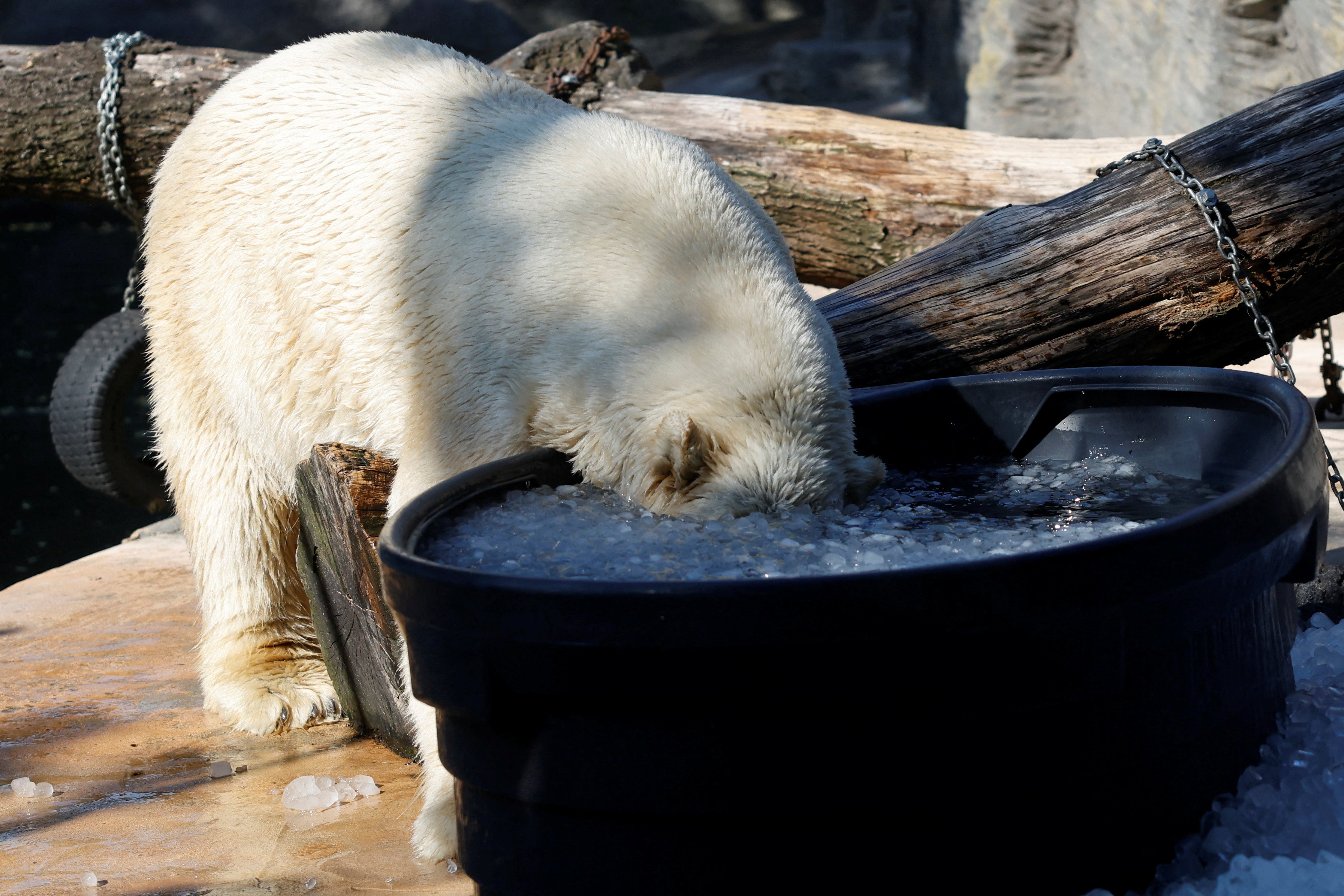 Norveç'in kutup bölgesinde yer alan Svalbard takım adalarında bir kişiye,