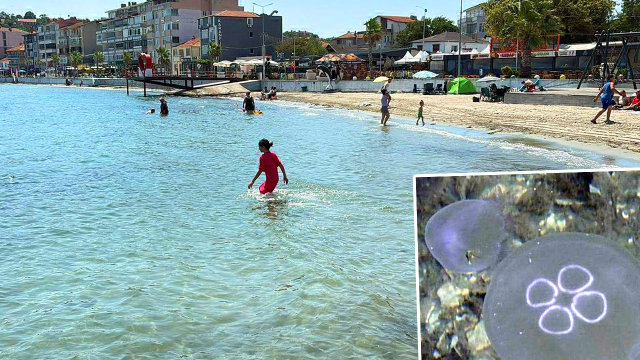 Marmara Denizi'nde kahverengi ve beyaz denizanası popülasyonu artıyor. Uzmanlar bu