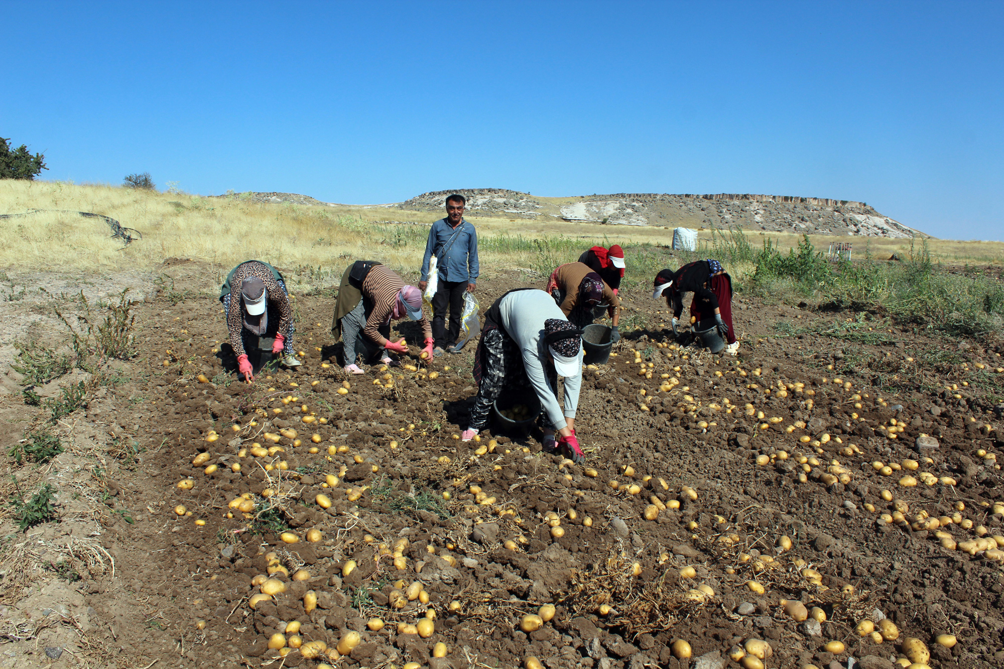 Türkiye'de en fazla patates üretilen ilk 10 il arasında yer