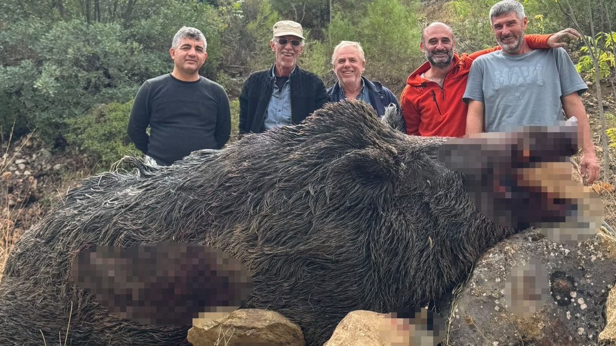 Bilecik'te mısır tarlalarını dağıtan 350 kiloluk domuz, avcılar tarafından vuruldu.