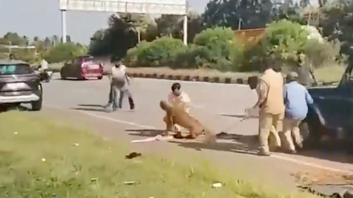 Ülkede yaralı bir leopar, sıkılan sakinleştiricinin etkisi gecikince kendisini yakalamaya