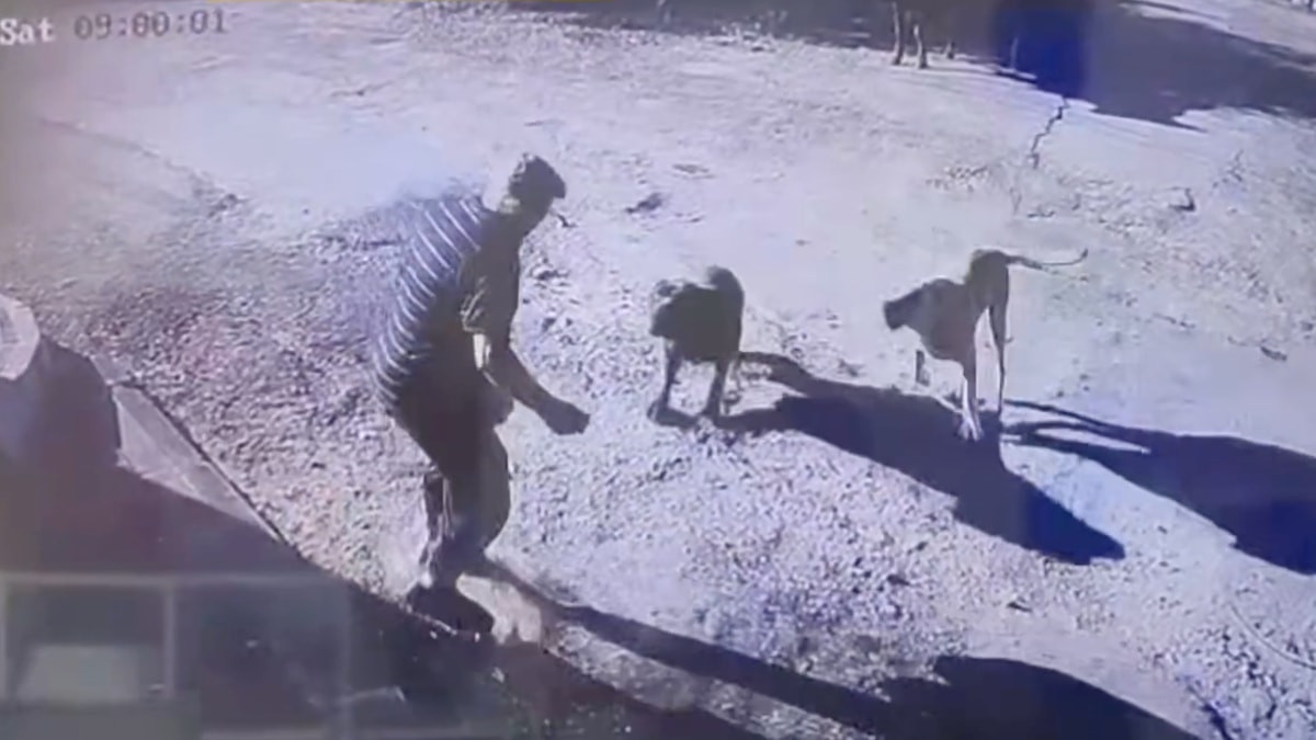 Eyüpsultan ilçesinde yolda yürüyen yaşlı bir adam başıboş köpeklerin saldırısına