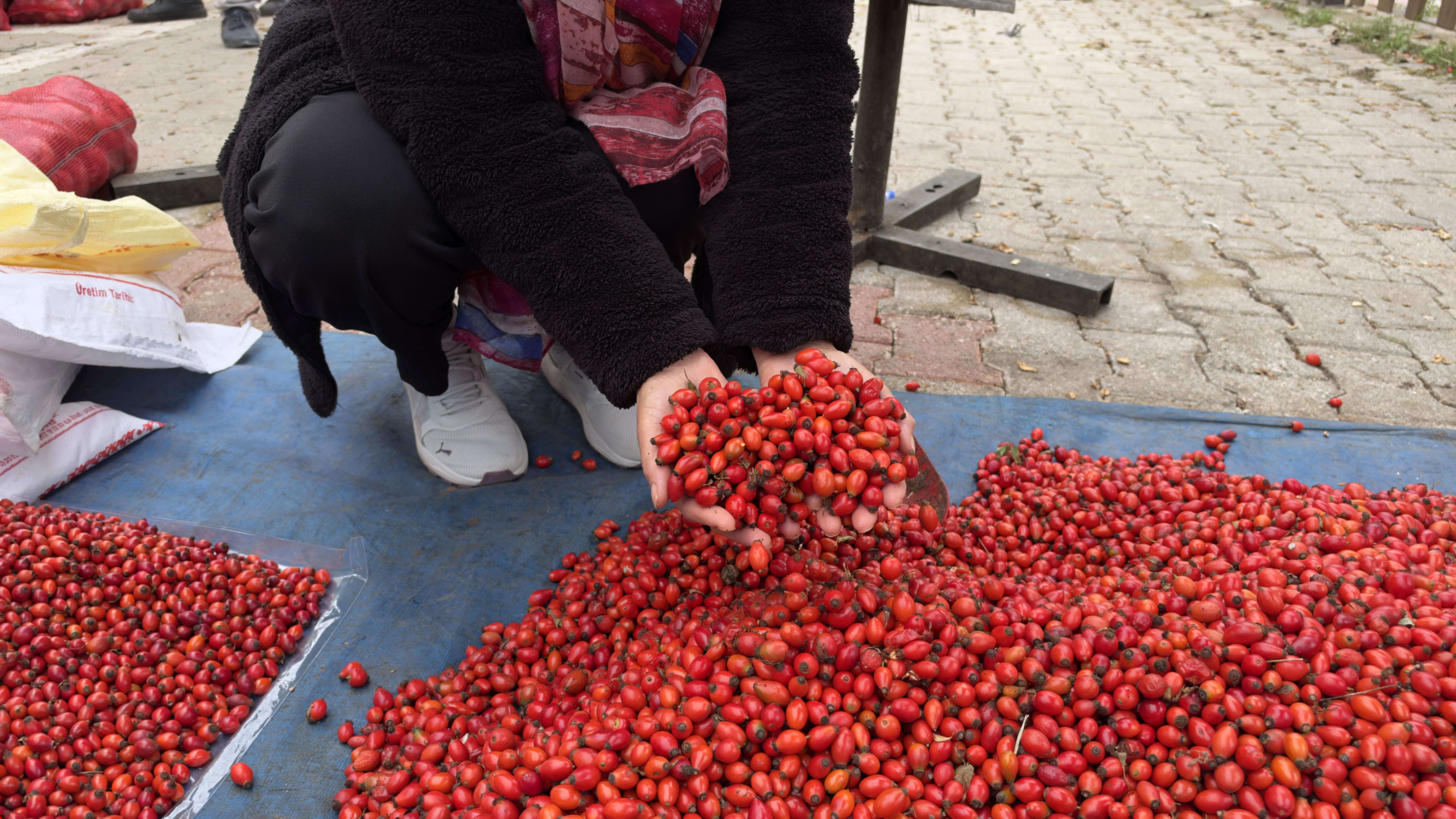 Tokat'ta geçen yıl 100 TL'den alıcı bulan kuşburnu, bu yıl