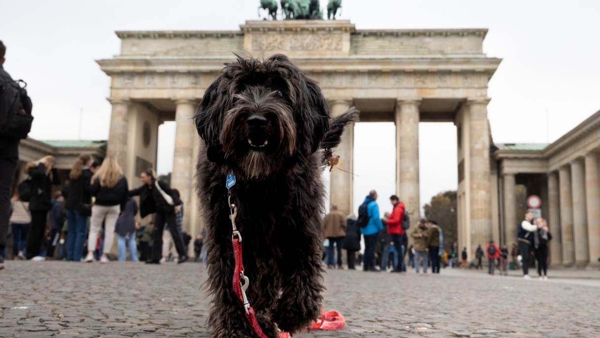 Almanya'da belediyelerin köpek sahiplerinden aldığı verginin tutarı, 2025 yılında 429,7