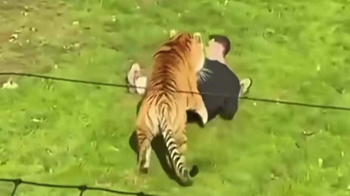 İngiltere'nin Yorkshire bölgesindeki hayvanat bahçesinde Bengal kaplanı bölümüne giren şahıs,