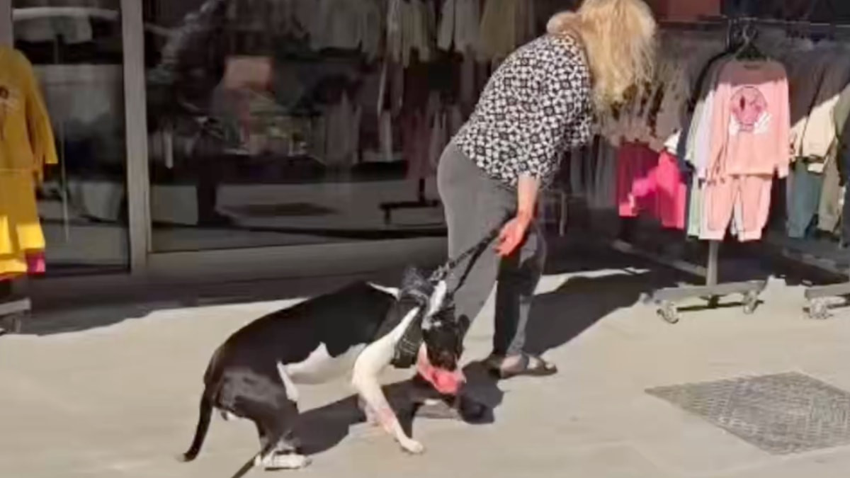 Esenyurt ilçesinde sahibinin kontrol edemediği bir pitbull, sokak ortasındaki kediyi