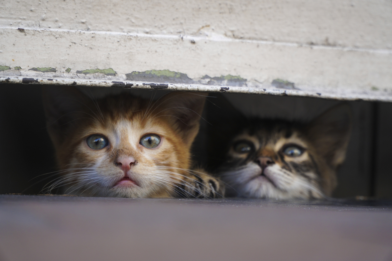 Vietnam'da mahalle mahalle dolaşarak yemek için kesilmek üzere kedi çalan