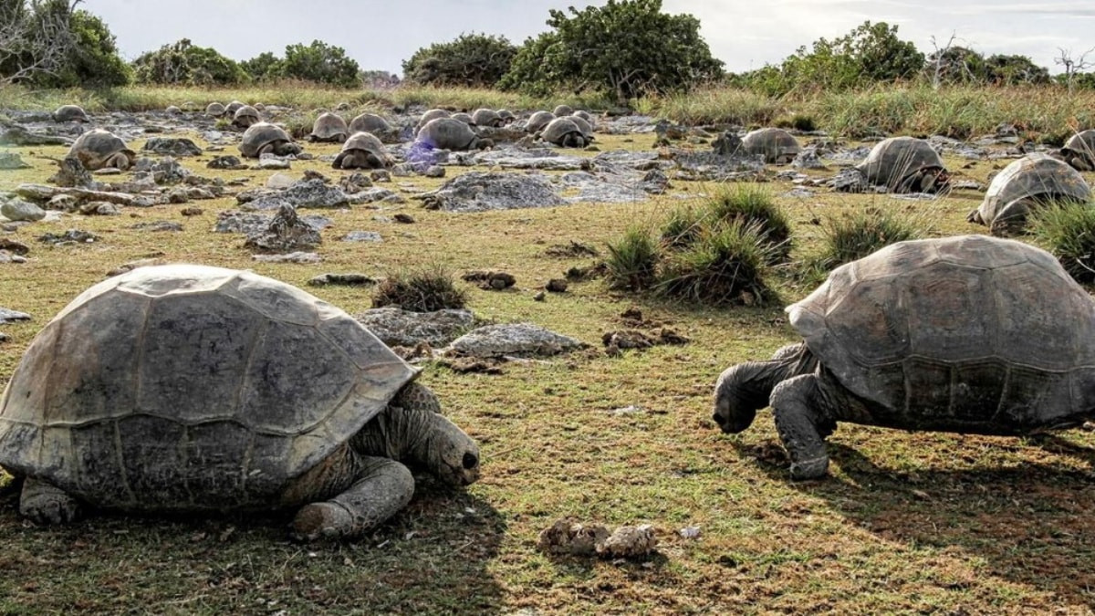 Seyşeller’de yapılan kapsamlı araştırma, Aldabra dev kaplumbağalarının nüfusunun 180 bini