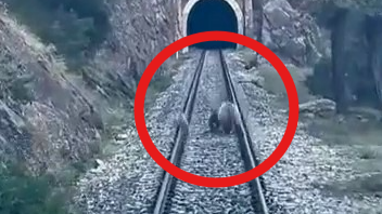 Sivas'ın Divriği ilçesinde tren raylarından görülen ayı ailesi yolcu treninin